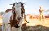 Sejarah Qurban, Ternyata Sudah Ada sebelum Agama Islam Datang