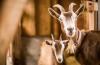 Hikmah Qurban dan Akikah, Makna Mendalam dalam Beribadah