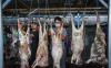 MTA Solo Sembelih 116 Ekor Sapi dan 840 Kambing - Bagian 3