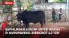 Butuh Puluhan Orang Sembelih Black Bos, Sapi Kurban Jokowi di Gunungkidul