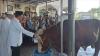 Sahbirin Noor Serahkan Sapi Kurban Jokowi ke Masjid Sabilal Muhtadin Banjarmasin