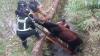 2 Sapi Kurban Ngamuk dan Kabur di Kuningan, Warga Nyaris Diseruduk