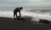 Hiu Tutul Raksasa Terdampar di Pantai Cemoro Sewu Lumajang, Begini Kondisinya 