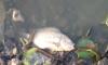 Ribuan Ikan di Situ Rawa Arum Cilegon Mati Membusuk Diduga Tercemar Zat Berbahaya