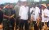Presiden Jokowi Pakai Topi Petani Panen Jagung di Papua - Bagian 2
