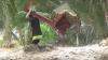 Tanggul Sungai Jebol, Banjir Lahar Dingin Gunung Semeru Masuk ke Permukiman Warga 