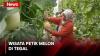 Belajar Pertanian dengan Wisata Petik Melon Langsung dari Kebun di Tegal