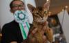Perilaku Menggemaskan Kucing-Kucing saat Kontes di Alam Sutera - Bagian 1
