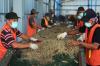 PLN Kembangkan PLTSa Berkapasitas 17,7 MW, Serap Sampah 1.000 Ton per Hari