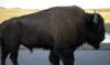 Sedang Berwisata, Perempuan Ini Malah Diseruduk Bison