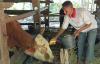 Petani Timun di Gunungkidul Menjerit, Harga Anjlok Hanya Rp1.000 per Kg