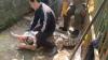 Buaya Muara 3 Meter Terkam dan Lahap Kucing di Klayan Cirebon Disita Petugas BKSDA
