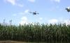 Petani NTB Panen Perdana Jagung Bioteknologi, Pendapatan Meningkat 30 Persen - Bagian 5