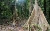 Masuk Hutan Purba Ranjuri Sigi Ada Pohon Langka Usia Ratusan Tahun Berstatus Punah - Bagian 2