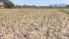 Lahan Sawah di Aceh Retak Kekeringan, Petani Nekat Tanam Padi
