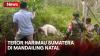 Dua Ekor Sapi Dimangsa Harimau Sumatera, Warga Resah