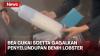 Benih Lobster Senilai Rp5,3 Miliar Gagal Diselundupkan ke Singapura