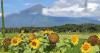 Kampung Unik di Salatiga, Singgah ke Desa Terpencilnya Lihat Merbabu dari Dekat seperti Ini Suasananya!