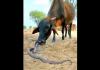 Video Viral, Sapi dan Ular Kobra Asyik Bermain Bareng sambil Jilat-jilatan