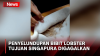 Bea Cukai Batam Kembali Gagalkan Penyelundupan Bibit Lobster Senilai Rp5,5 Miliar