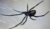Miris, Bocah Ini Sengaja Digigit Laba-Laba Black Widow karena Ingin Jadi Spider-Man