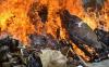 Barbuk Satwa Dilindungi Dibakar, Ada 46 Buah Kulit Harimau Sumatera - Bagian 2