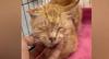Heboh Kucing Oyen Hanya Terluka dalam Kecelakaan Pesawat di Malaysia