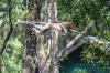 Wisata Konservasi Mangrove dan Bekantan di Tarakan - Bagian 2