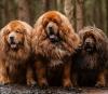 10 Anjing Termahal di Dunia, Nomor 6 Ras Tertua dan Langka  