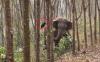 Gajah Liar Ini Temukan Tas Berisi Narkotika saat Jalan-Jalan, Polisi Langsung Bertindak