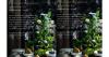 Four-layer Rainforest Afternoon Tea, Persembahan Terbaru Park Hyatt Jakarta 