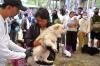 Cegah Rabies, Ratusan Hewan Peliharaan Ikuti Sterilisasi dan Vaksinasi Gratis - Bagian 3