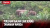 Gajah Liar Masuk Kebun Warga di Pidie Jaya Aceh