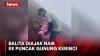 Pendaki Ajak Balita Naik ke Puncak Gunung Kerinci, Begini Kondisinya