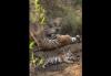 Video Viral, Momen Langka Satu Keluarga Harimau Asyik Tidur Siang Bersama di Hutan