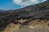 Dulu Hijau, Bukit Teletubbies Gunung Bromo Kini Hangus Dilalap Api - Bagian 1