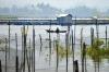 Ikan Rinuak Hewan Endemik Danau Maninjau Hilang Sejak Kematian Massal  - Bagian 2