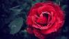 Mengapa Mawar Merah Identik dengan Hari Valentine? Ternyata Ini Alasannya