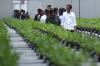 Presiden Jokowi Cek Perkembangan Pembibitan Tanaman untuk Penghijauan IKN