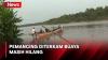 Pemancing Diterkam Buaya, Korban Masih Hilang di Sungai Banyuasin