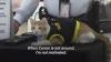 Kenalkan, Ini Conan Kucing Sekuriti Gedung yang Menggemaskan