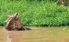Ngeri, Warga Kolaka Timur Tewas Diterkam Buaya di Sungai Wunggoloko