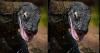 Pemandangan Unik Komodo Semburkan Air Liur Berhasil Menang Kompetisi Foto Internasional 