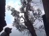 Viral 2 Pohon Tabebuya di Kepanjen Malang Menangis, Airnya Berbau Wangi