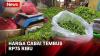 Merangkak Naik, Harga Cabai Tembus Rp75.000 per Kg di Sukabumi