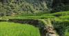 Kampung Unik di Bogor, Punya Air Terjun Cantik dengan Sawah Hijau Suasananya seperti di Ubud 