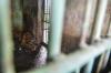 Miris, Harimau Sumatera Nurhaliza Mati di Medan Zoo
