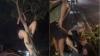 Viral Aksi Bule Perempuan Panjat Pohon di Bali Bikin Geger, Langsung Dinyinyir Netizen