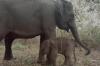 Riska, Gajah Sumatera di Taman Nasional Way Kambas Lahirkan Anak Kedua