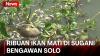 Ribuan Ikan Mati Diduga Karena Ledakan Populasi Eceng Gondok di Bengawan Solo